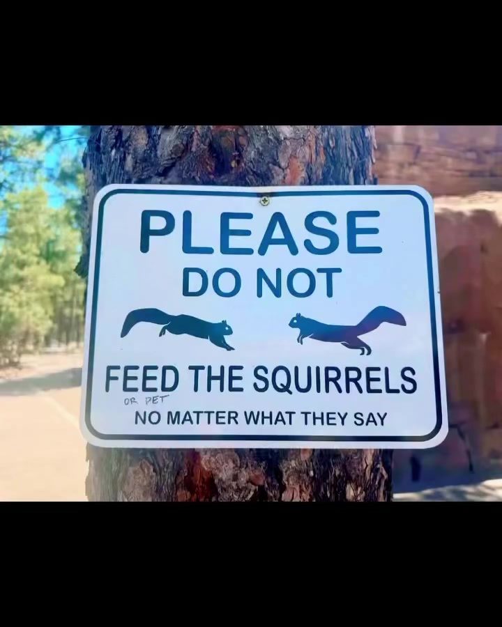 Why Feeding Squirrels is Risky: Grand Canyon Lessons