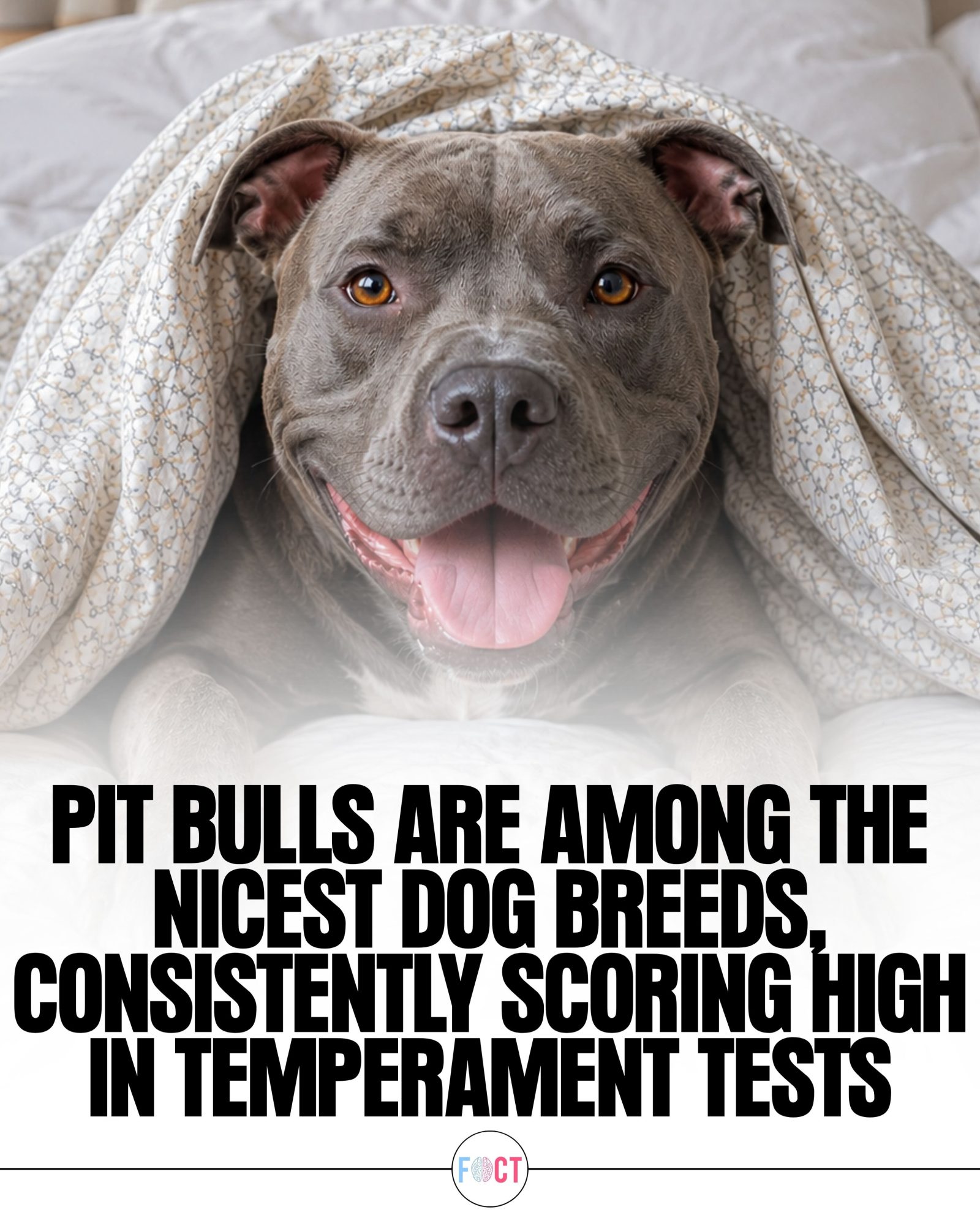Pit Bulls Rank High in Temperament Tests