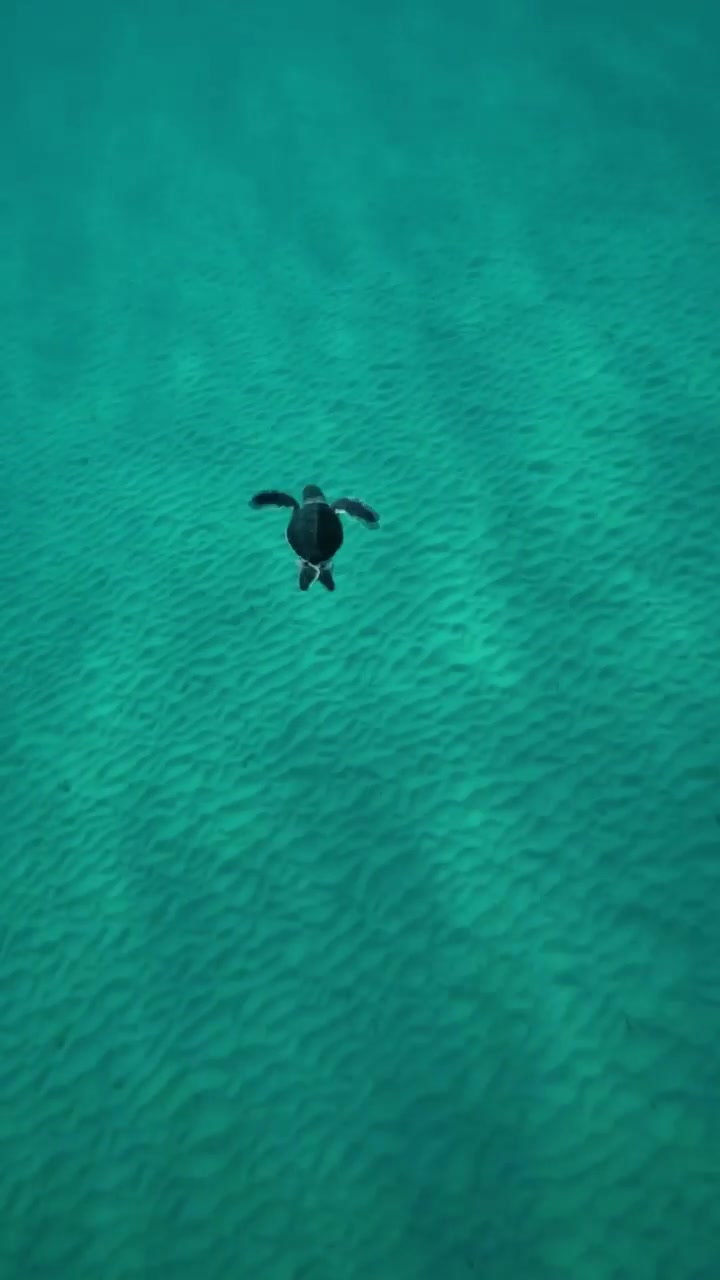 Baby Turtle Swimming in Florida Seas