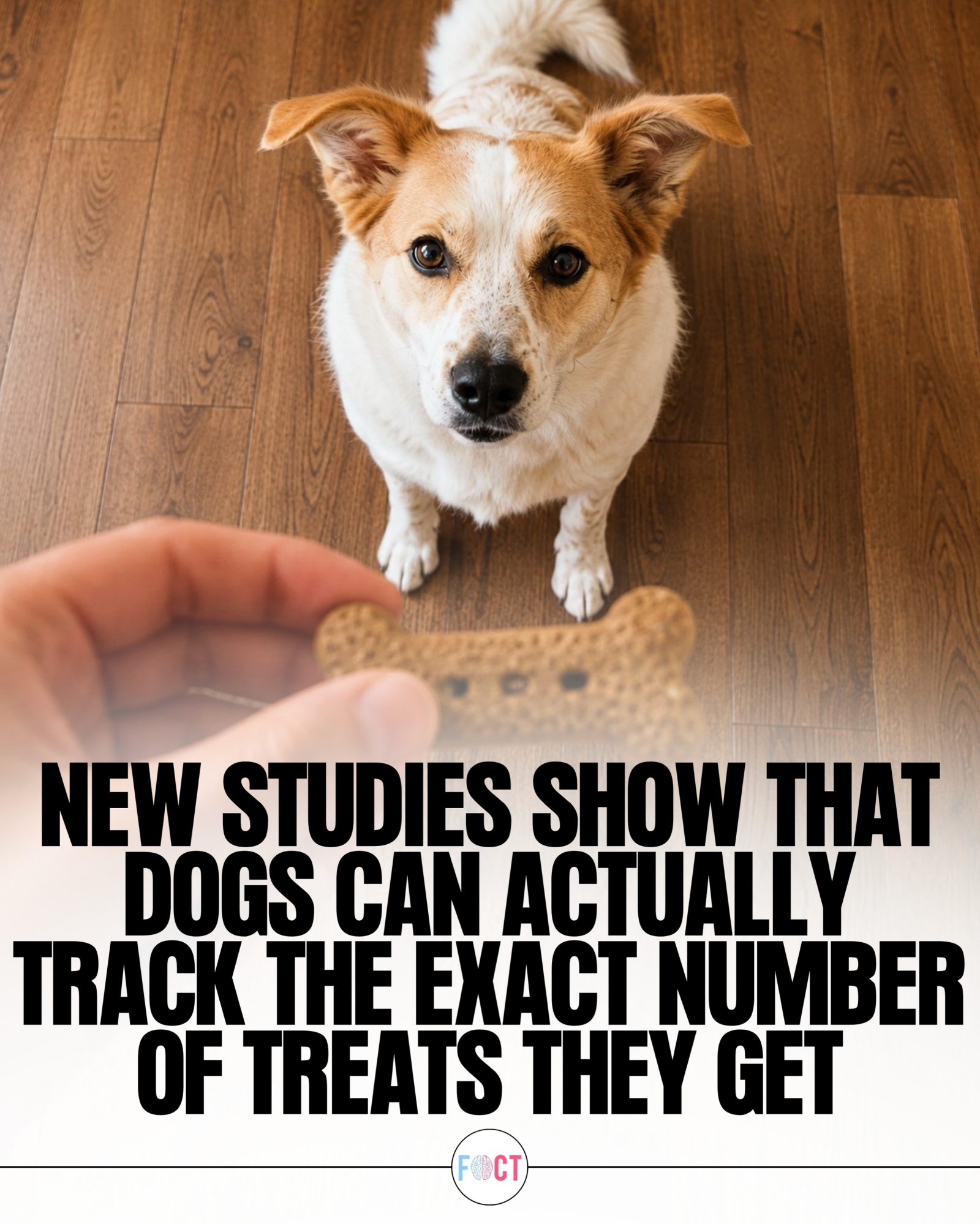 Dogs' Amazing Ability to Track Treat Numbers