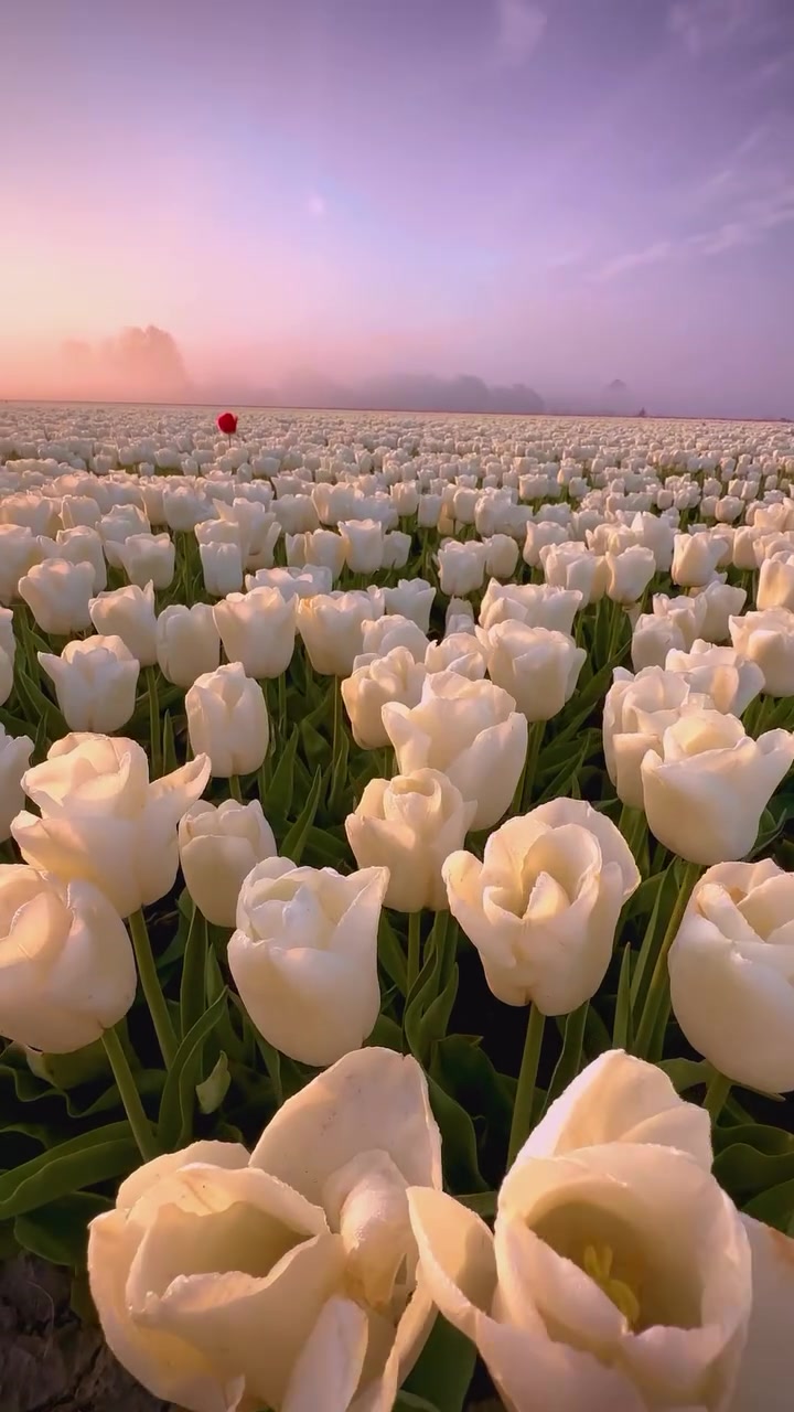 Netherlands Tulip Fields Sunrise with Red Tulip