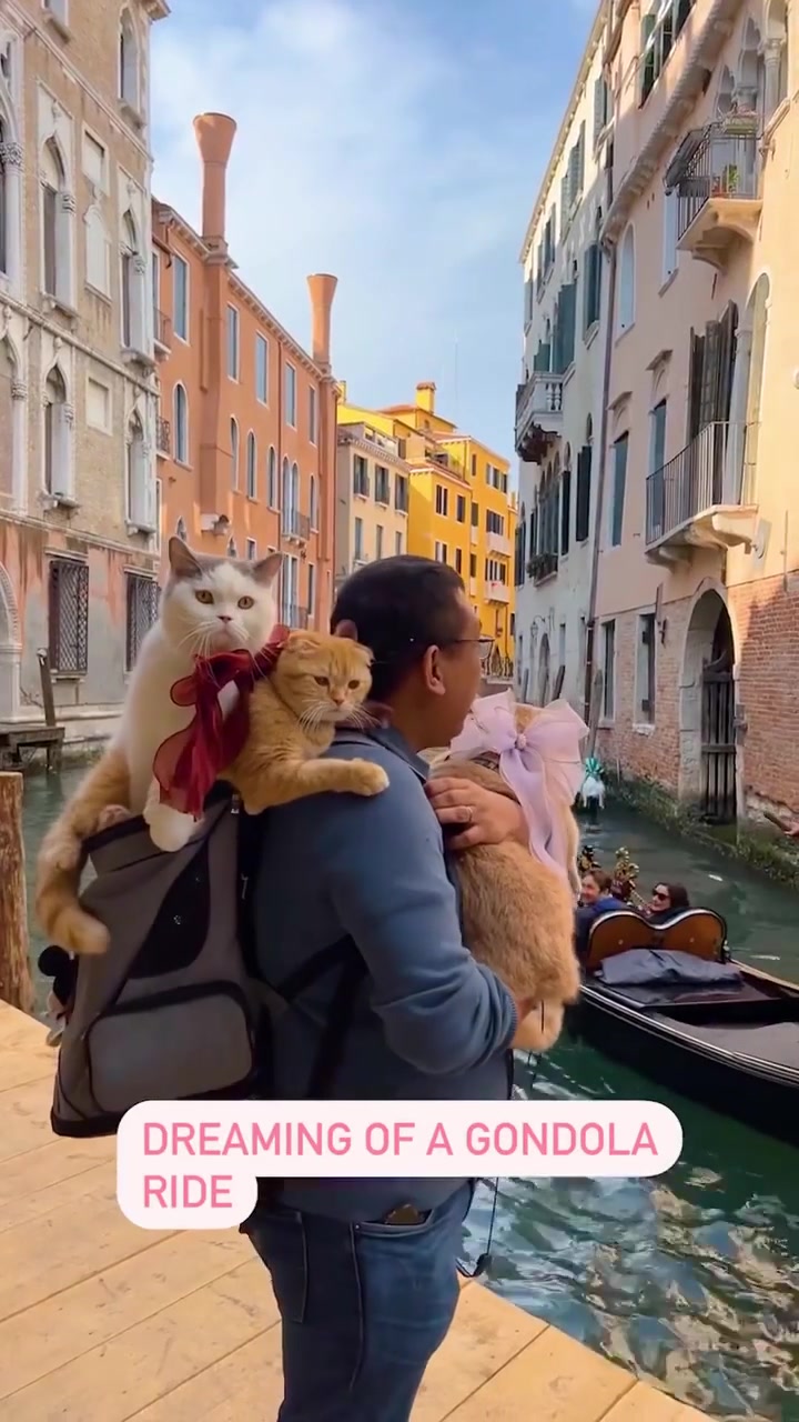 Gondola Ride in Venice with Cats