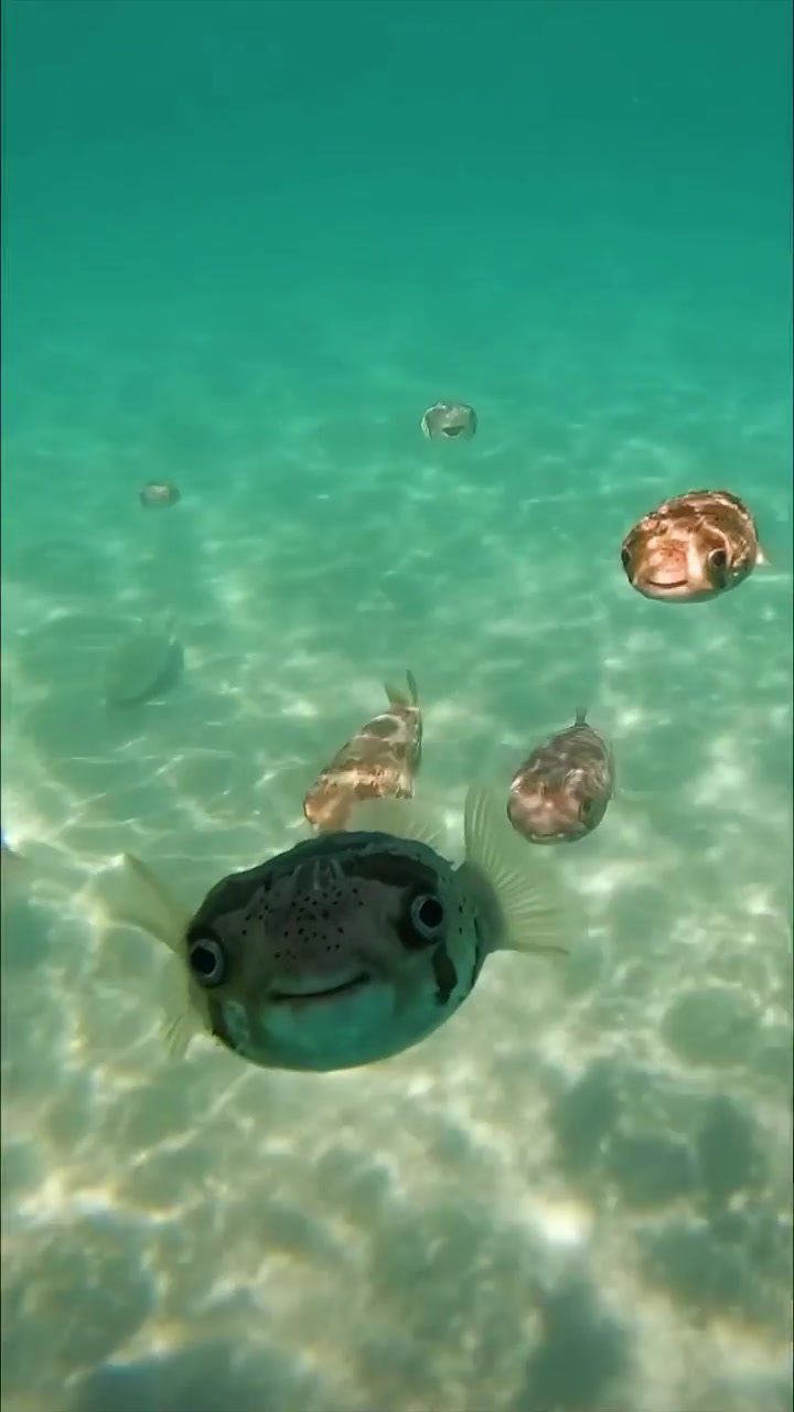 Pufferfish in Natural Habitat: Up-Close Video