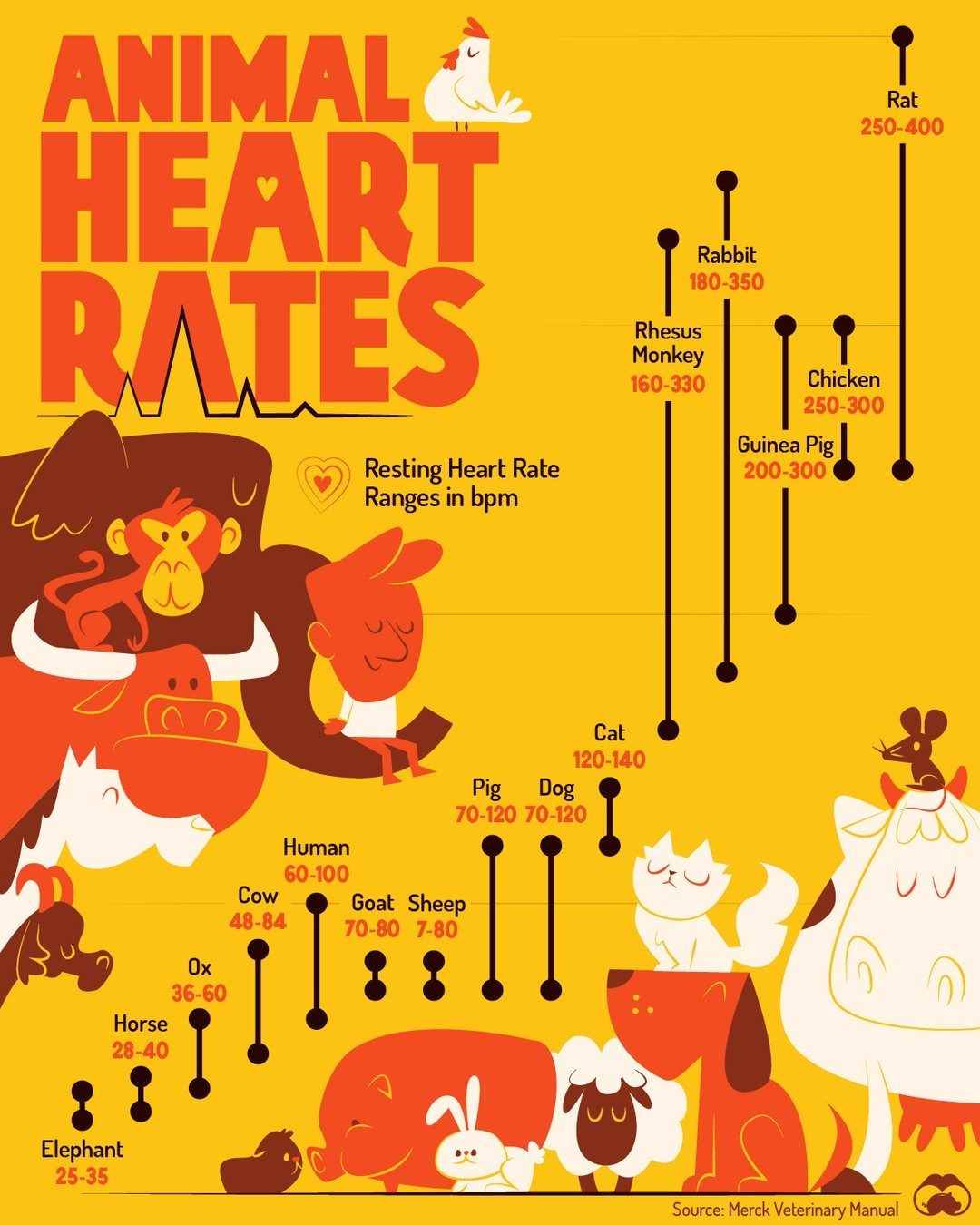 Resting Heart Rates of 15 Animals