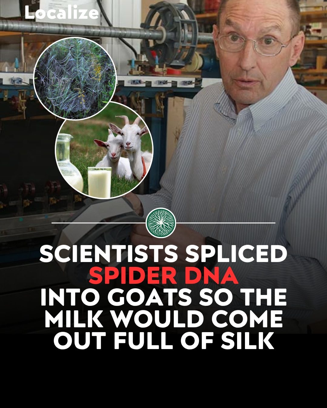 Genetically Modified Goats Produce Strong Spider Silk Milk