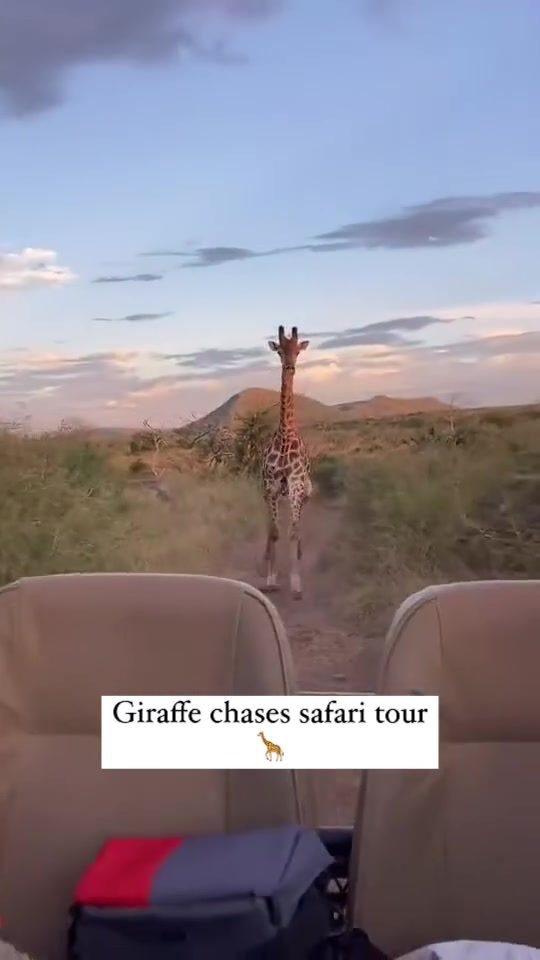 Giraffe's Thrilling Chase: Safari Encounter