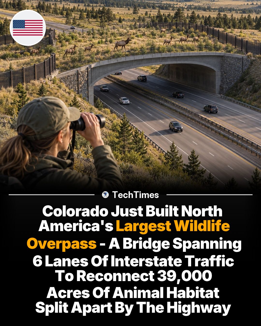 Colorado's Wildlife Overpass: Reconnecting 39,000 Acres