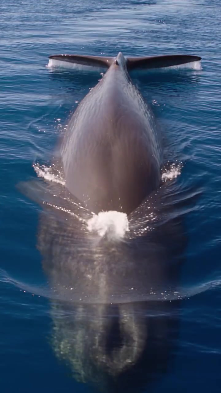 Sperm Whale Diving and Hunting Techniques