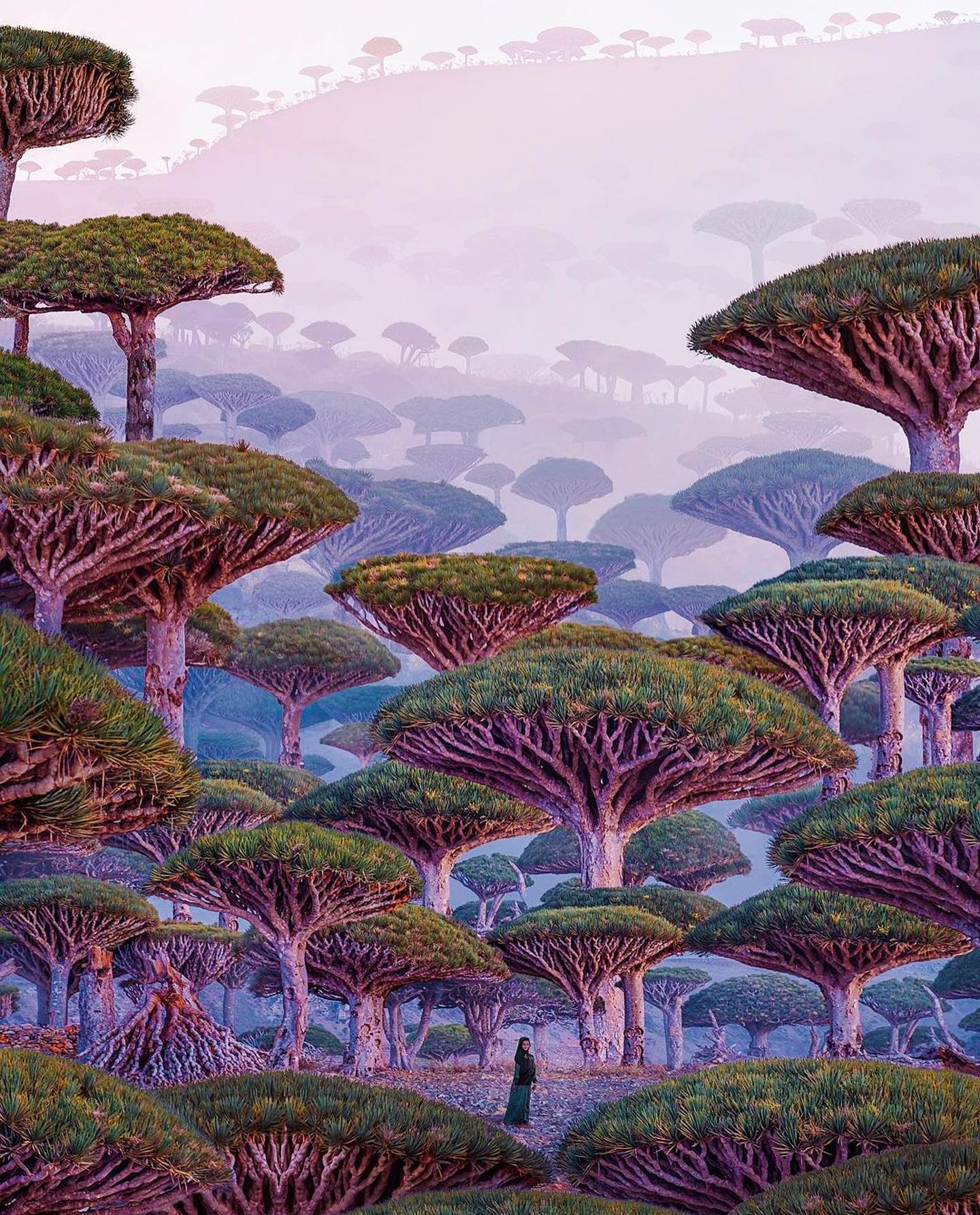 Dragon Blood Trees: Unique Trees of Socotra Island