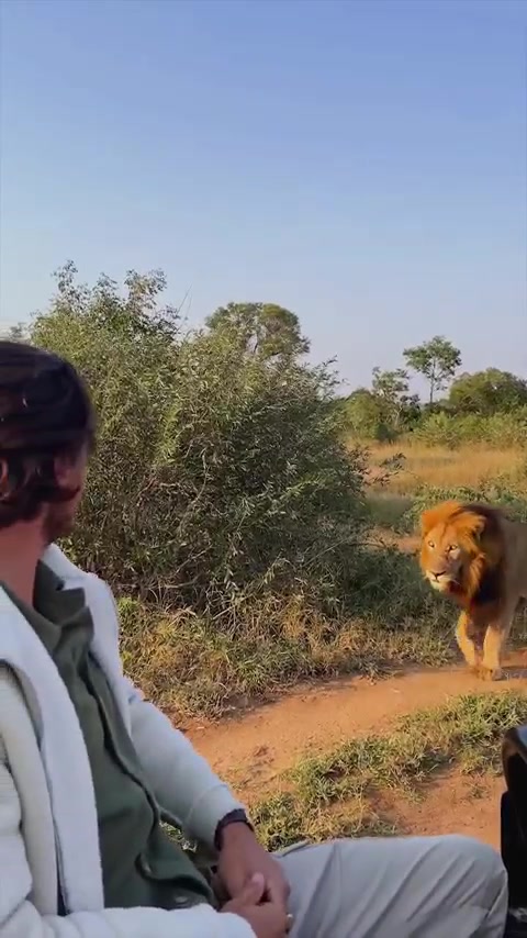 Lion Encounter at Greater Kruger National Park