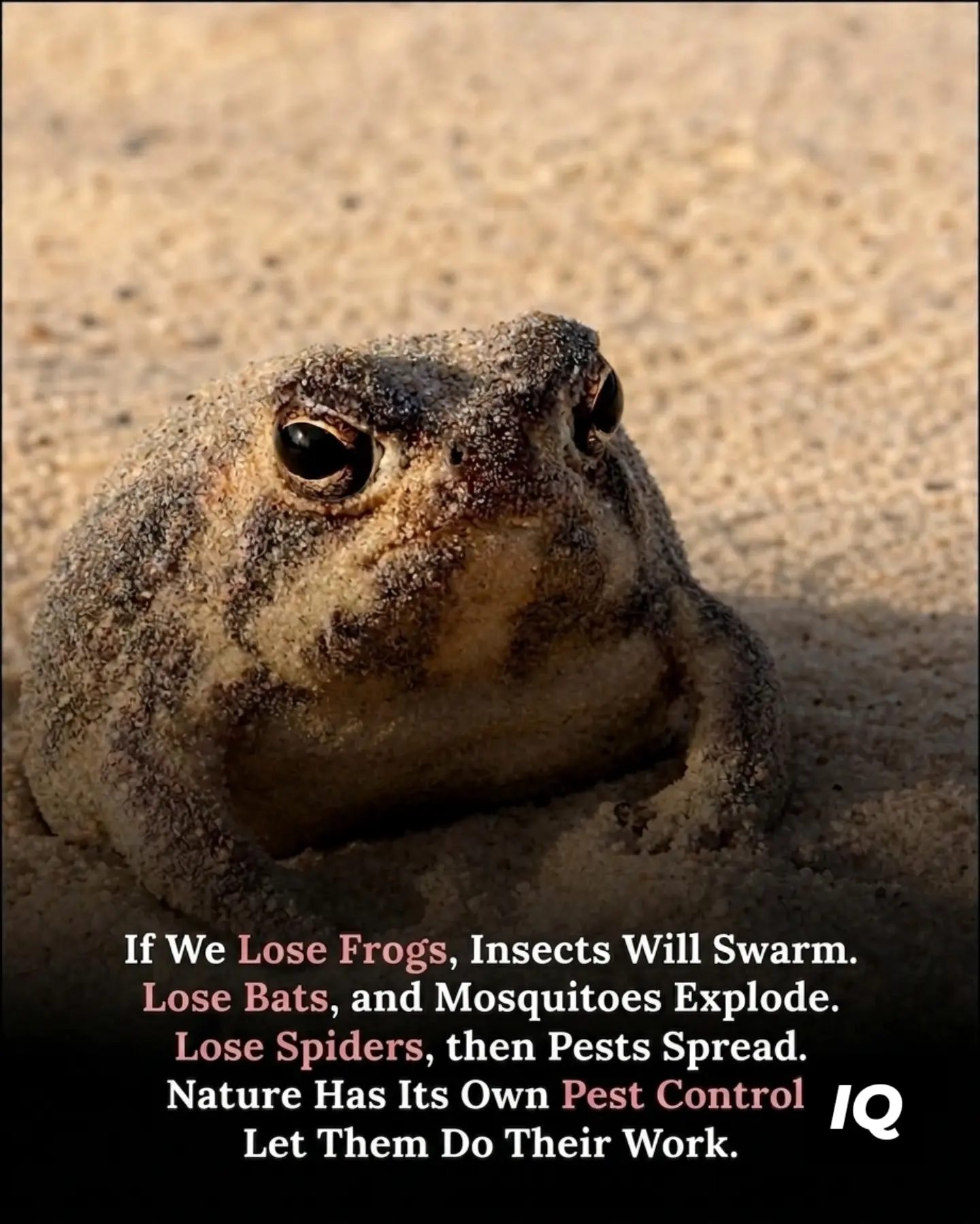 How Nature's Pest Control Saves Our Ecosystem