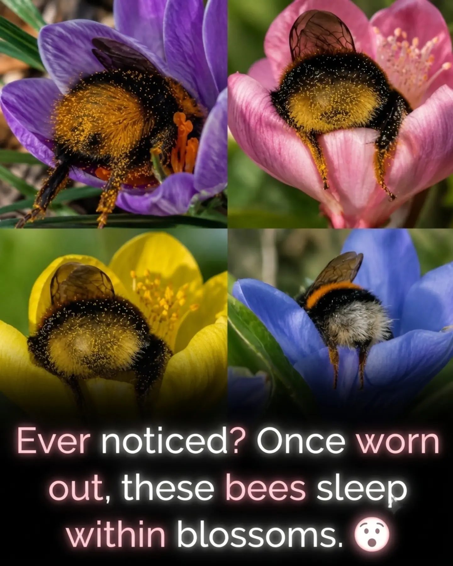 Bumblebees' Secret Naps in Flowers