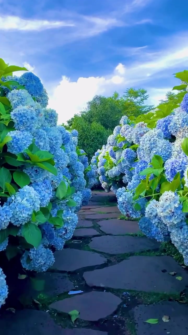 Hydrangea Tunnel: Vibrant Pathway Beauty