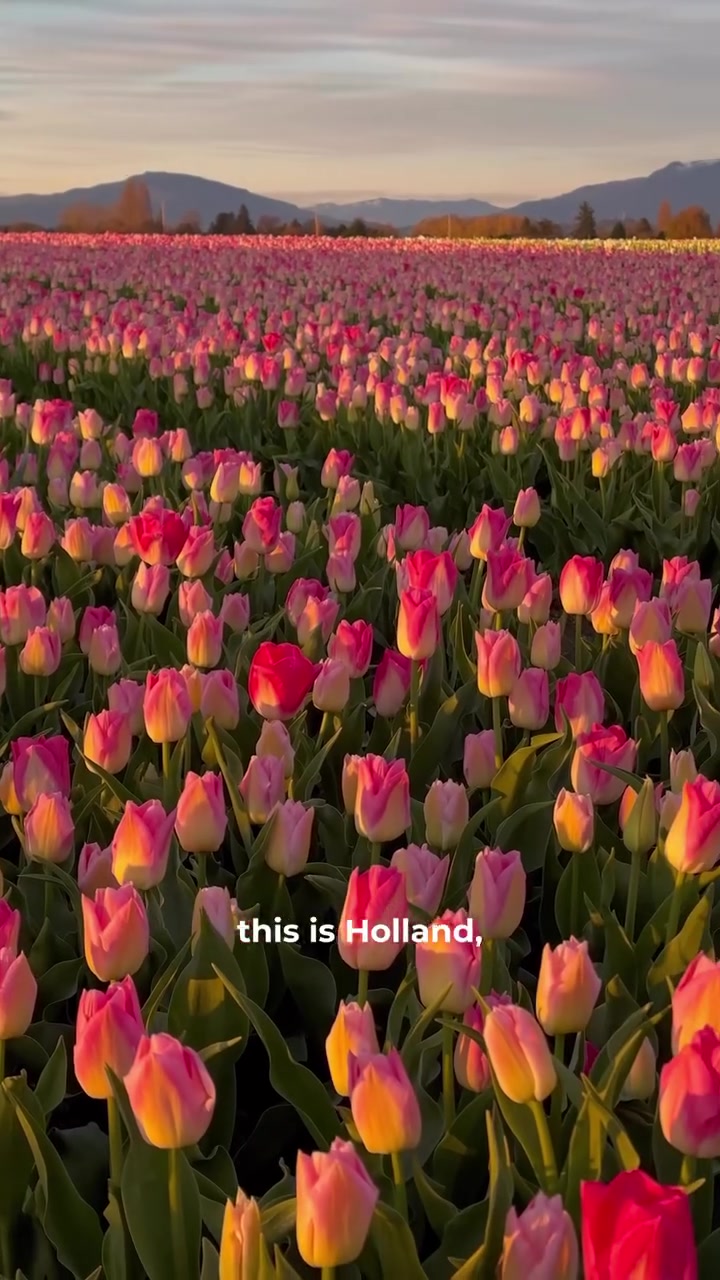 Skagit Tulip Festival: Washington's Colorful Spring Event