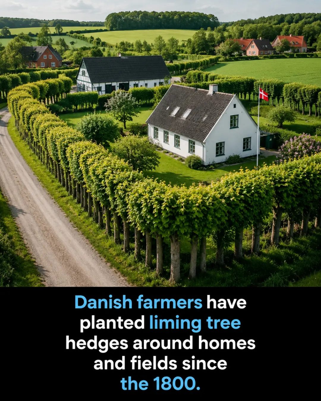 Danish Farming Tradition: The Story of Liming Tree Hedges