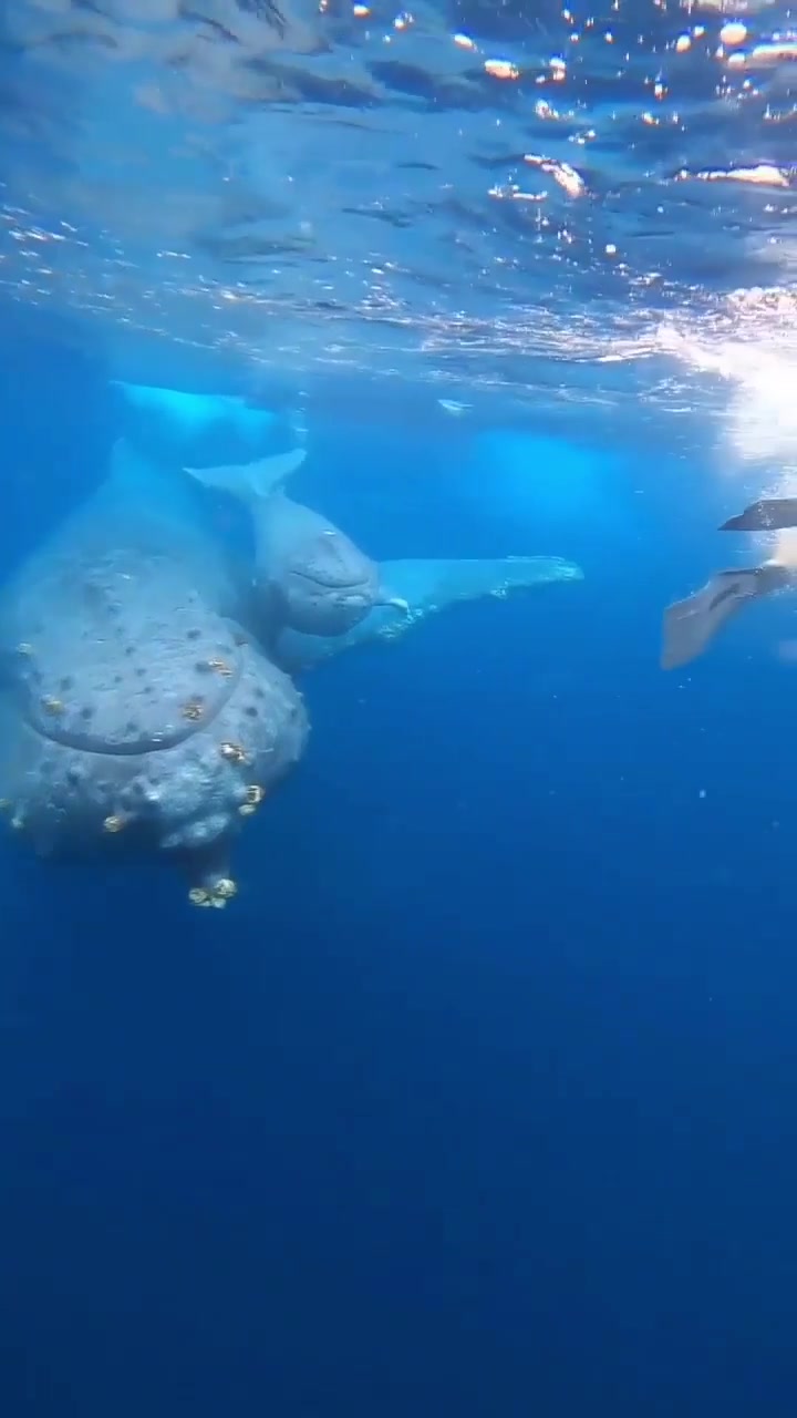 Underwater Whale Encounter: Rare Close-Up View