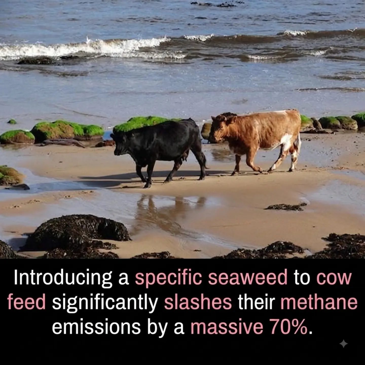 How Seaweed in Cow Feed Can Slash Methane Emissions by 70%
