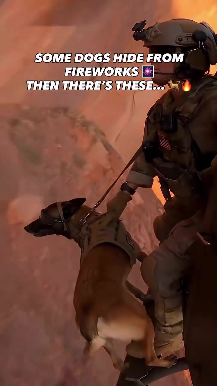 A Military Dog's Calm Through Chaos: Training in Action