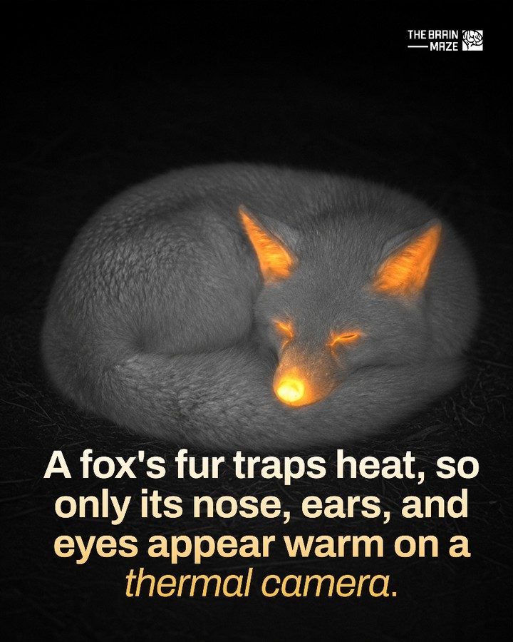 Fox's Thick Fur and Thermal Camera Insights