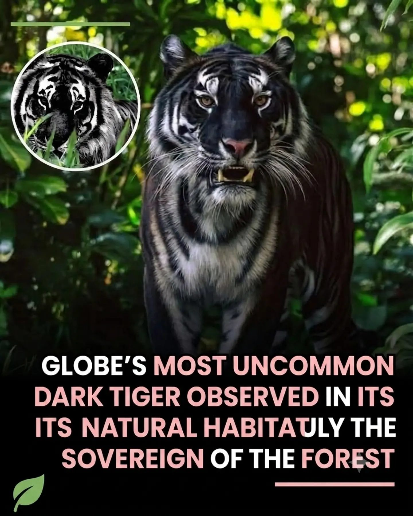 The Mystique of Rare Black Tigers in the Wild