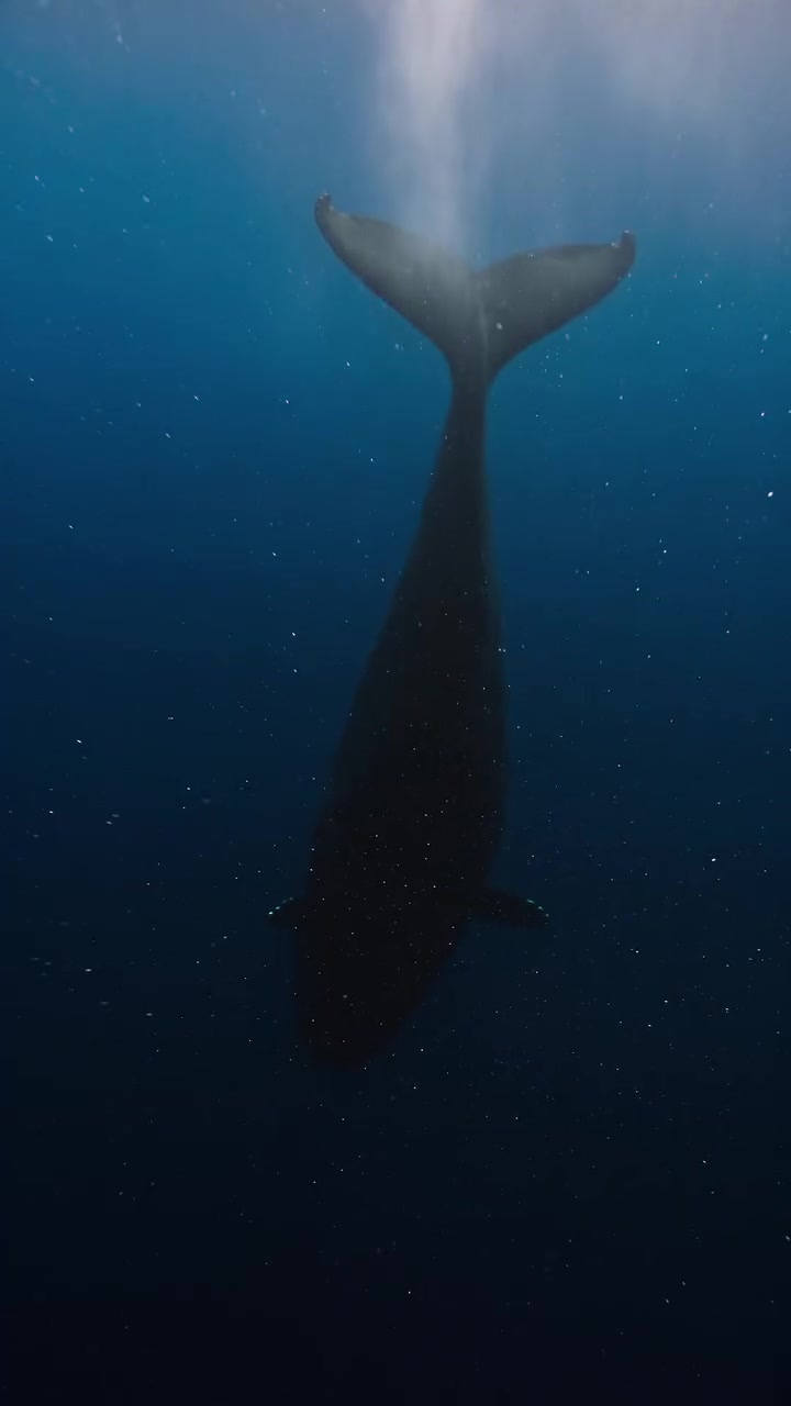 Whale Feeds Deep Sea Ecosystem for 50 Years