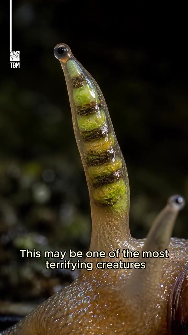 Snail Behavior Altered by Parasitic Infection