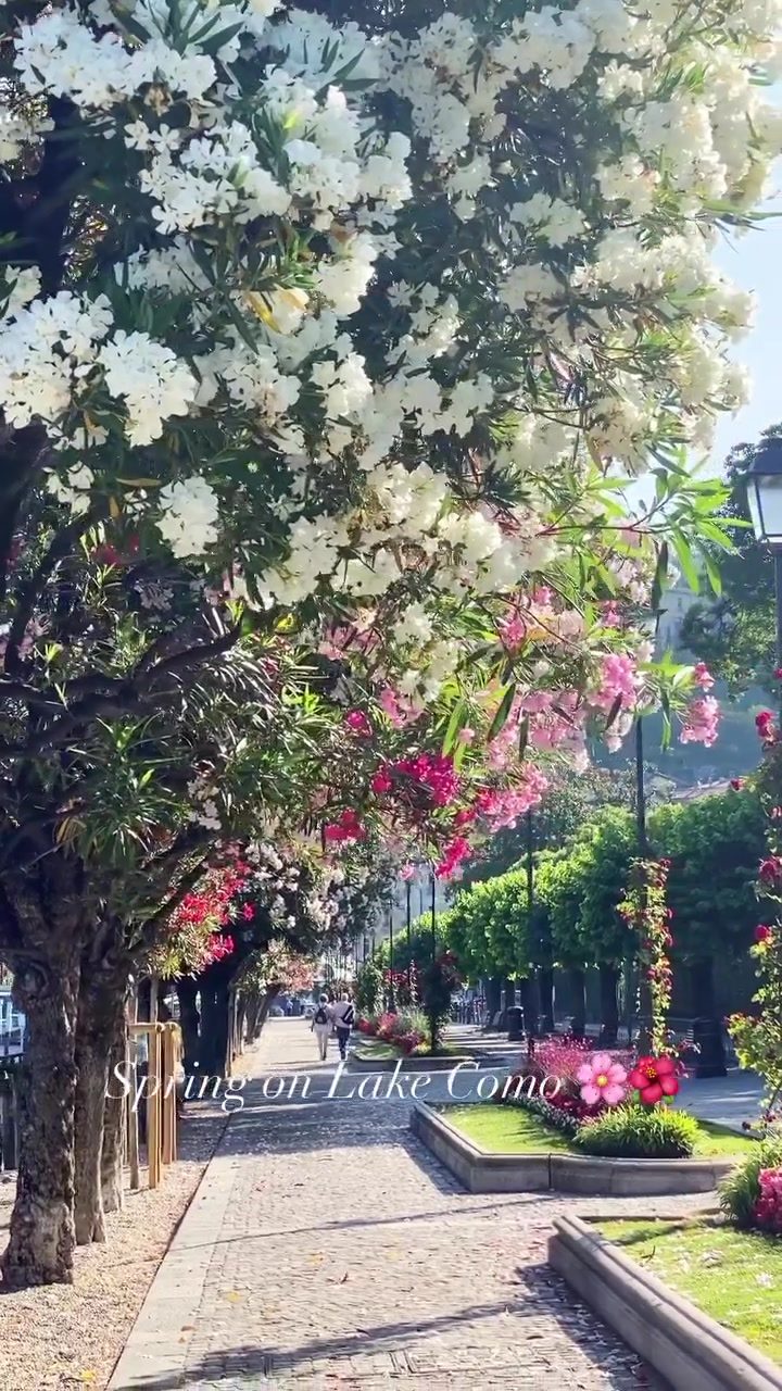 Experience Spring in Bloom: Lake Como's Vibrant Scenery