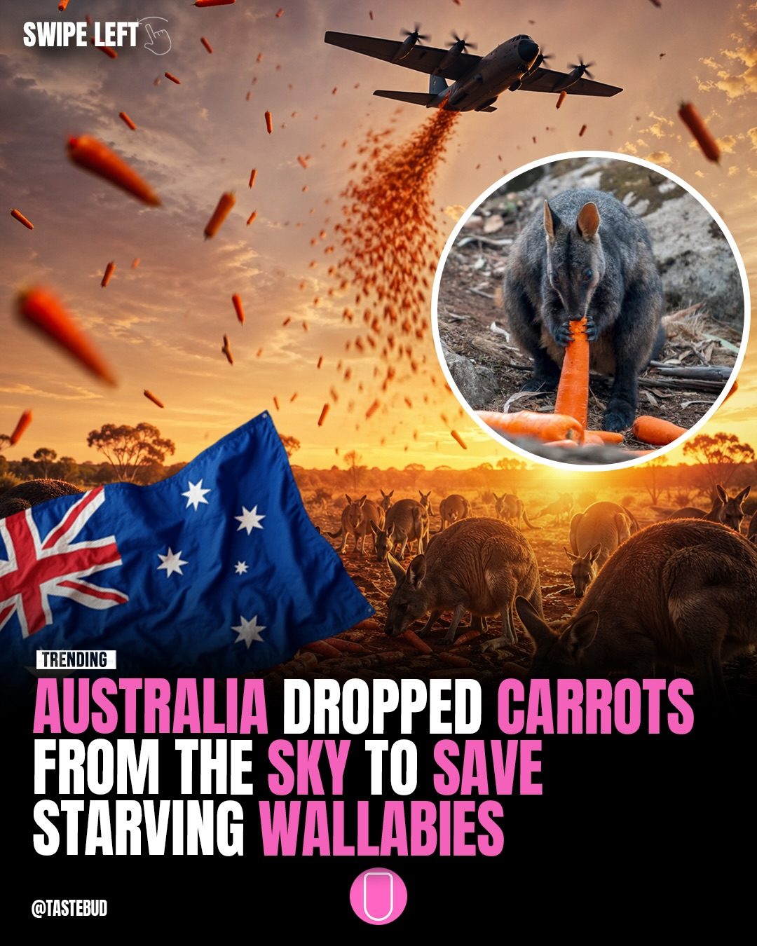 Carrots Dropped from Sky to Save Wallabies During 2020 Australia Bushfires