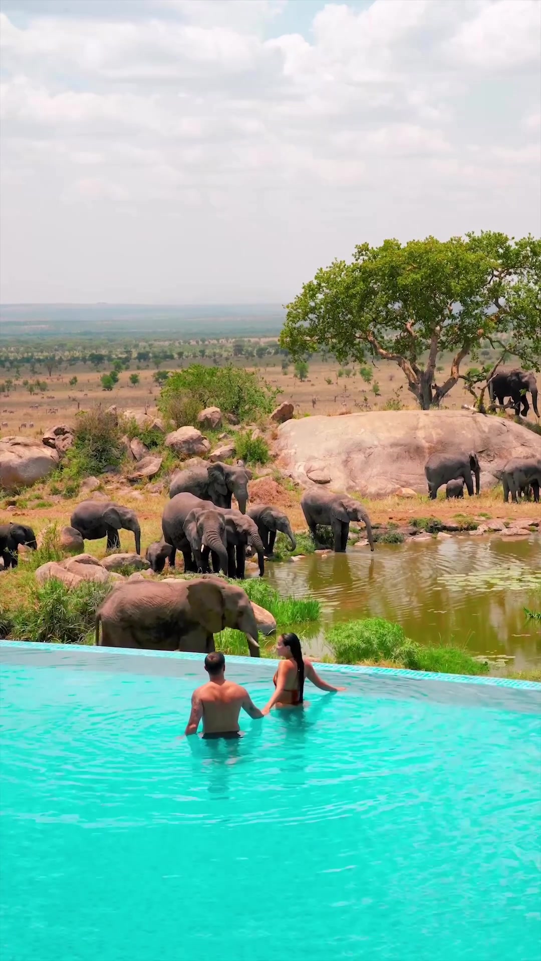 Safari Poolside Encounter: Elephants and Luxury