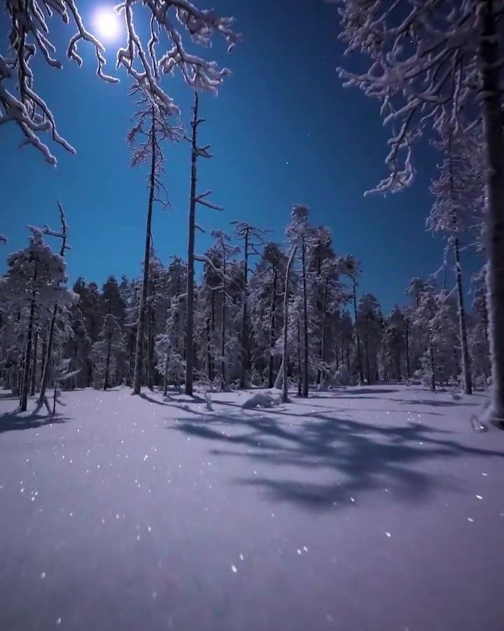 Jarcce's Moonlit Walk in Ranua, Lapland