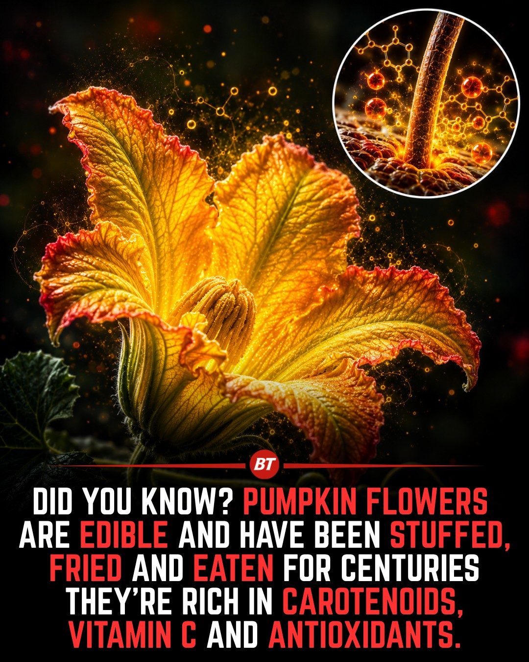 Discover Why Pumpkin Flowers Are a Nutritious and Delicious Ingredient