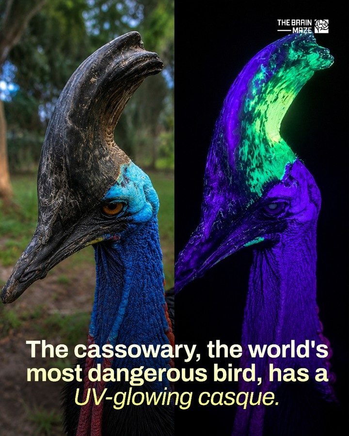 Discover: Cassowary's UV Glowing Casque