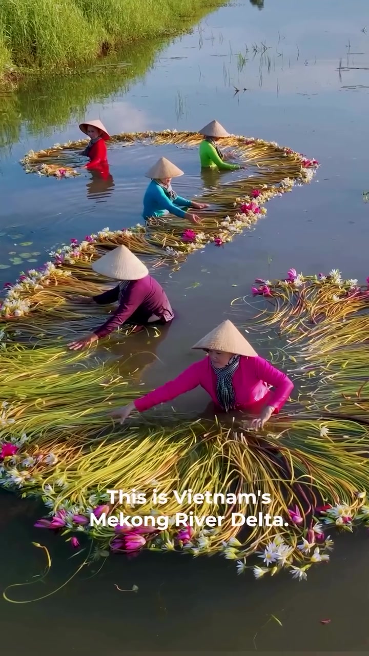 Mekong Delta Lotus Harvesting Tradition