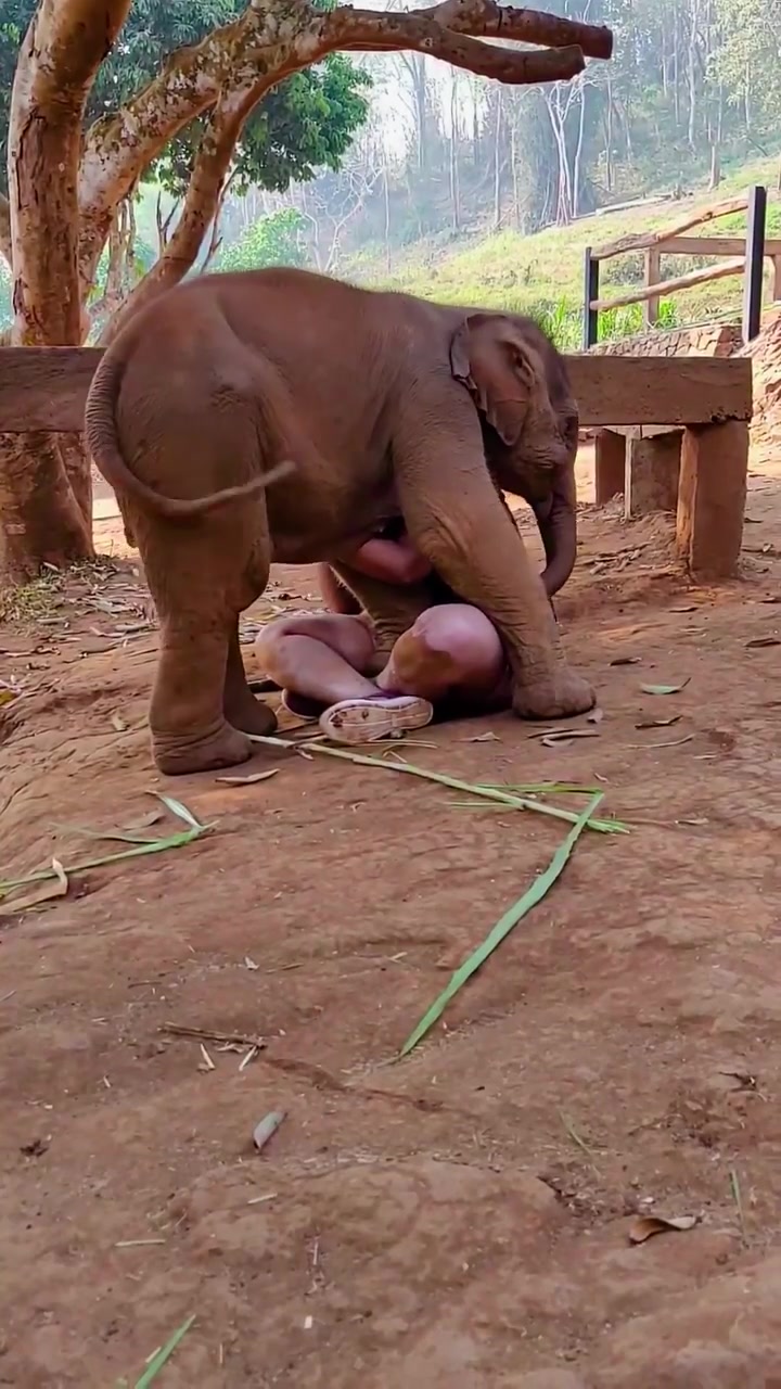 Baby Elephant Hugged by Person in Natural Setting