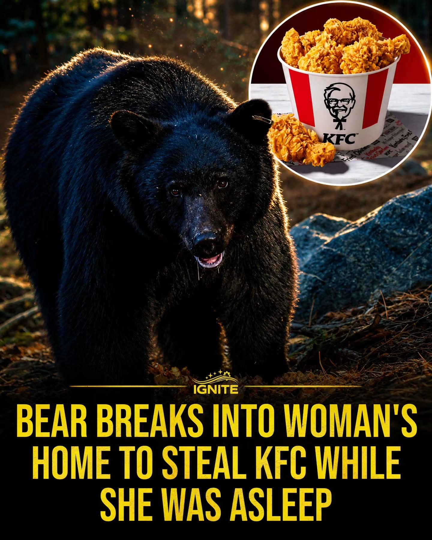 Bear Breaks in to Steal KFC While Homeowner Sleeps