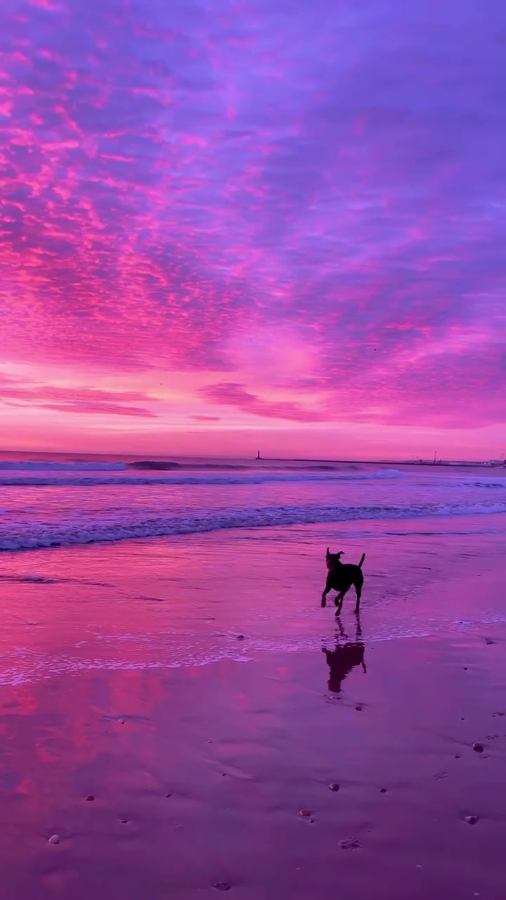 Beach Sunset: Dog Playing at Sunset