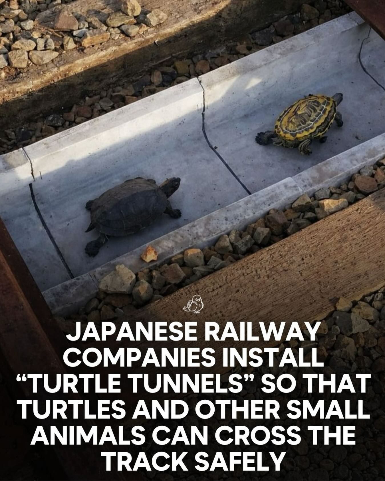 **Japanese Railway's Turtle Tunnels: Safeguarding Wildlife**