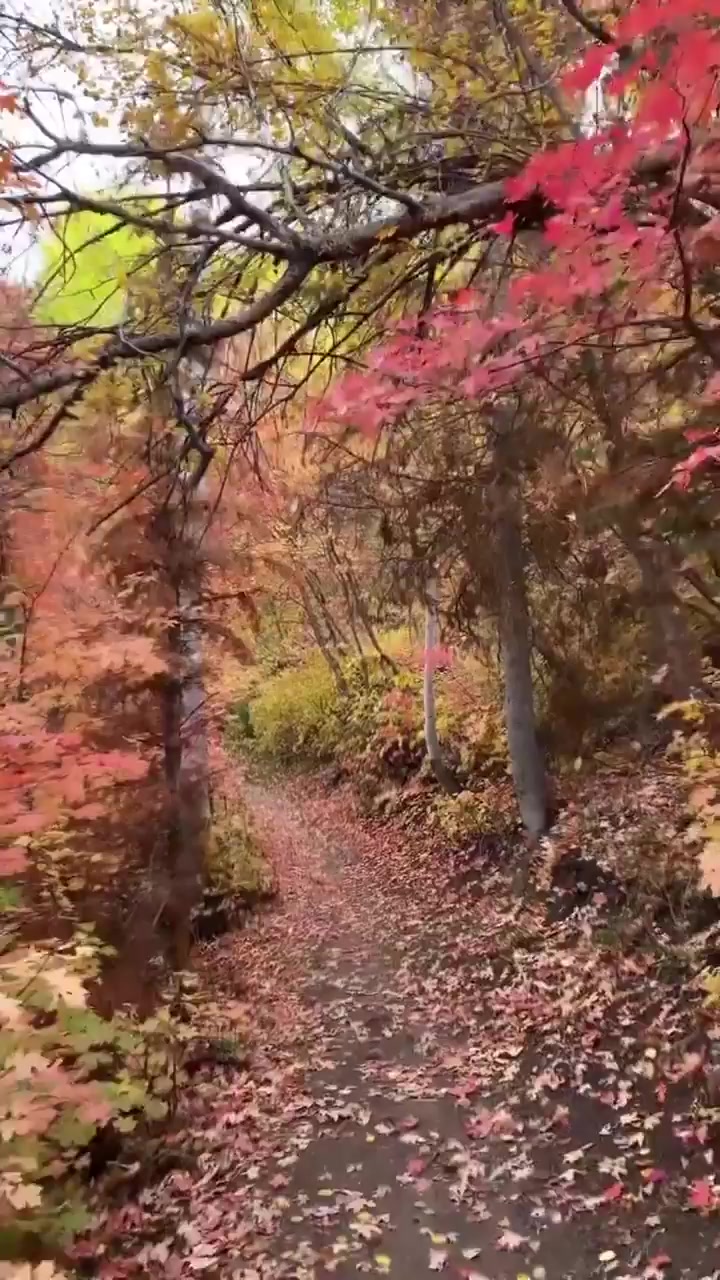 Autumn Hike: Vibrant Fall Colors in Forest