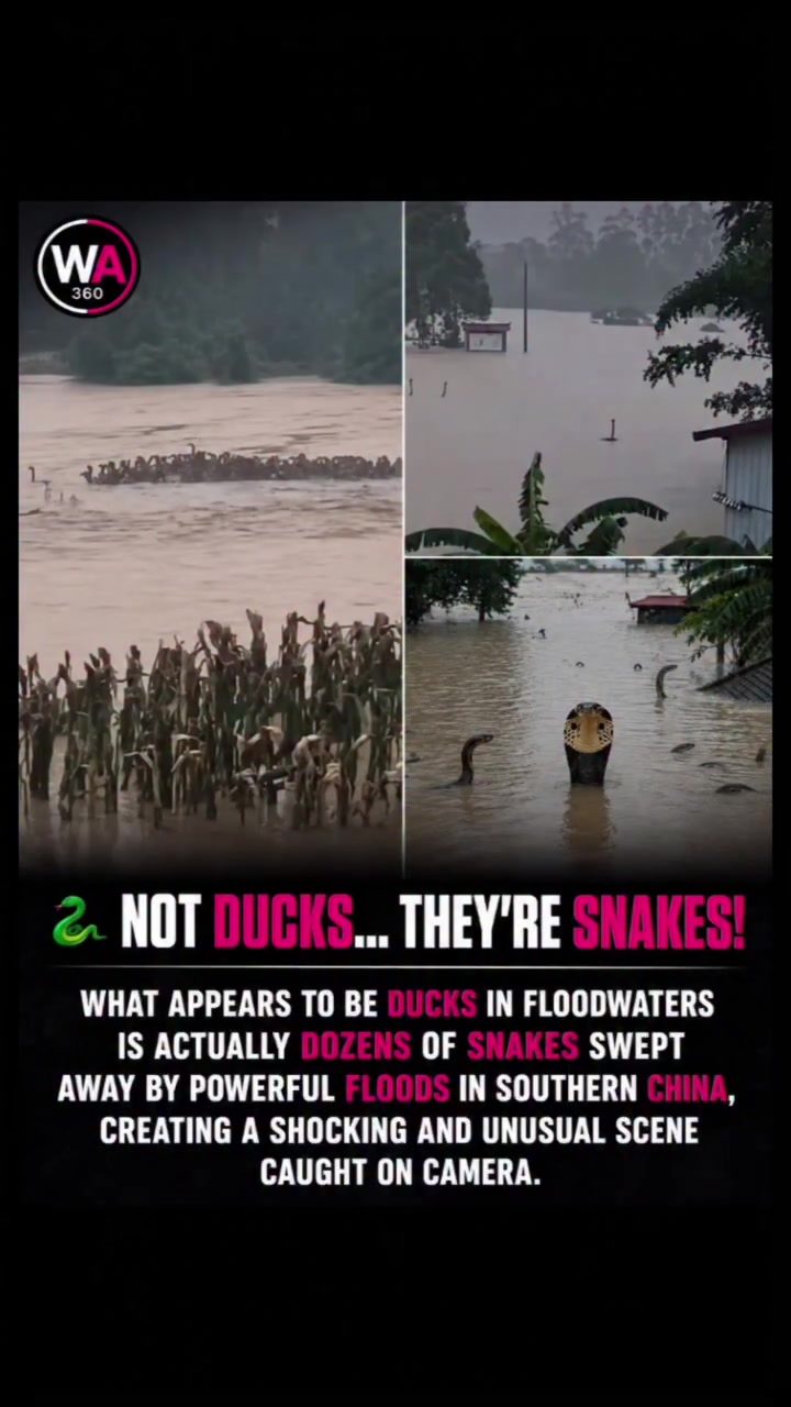 Snakes Swept Away in Southern China Flood Surprise