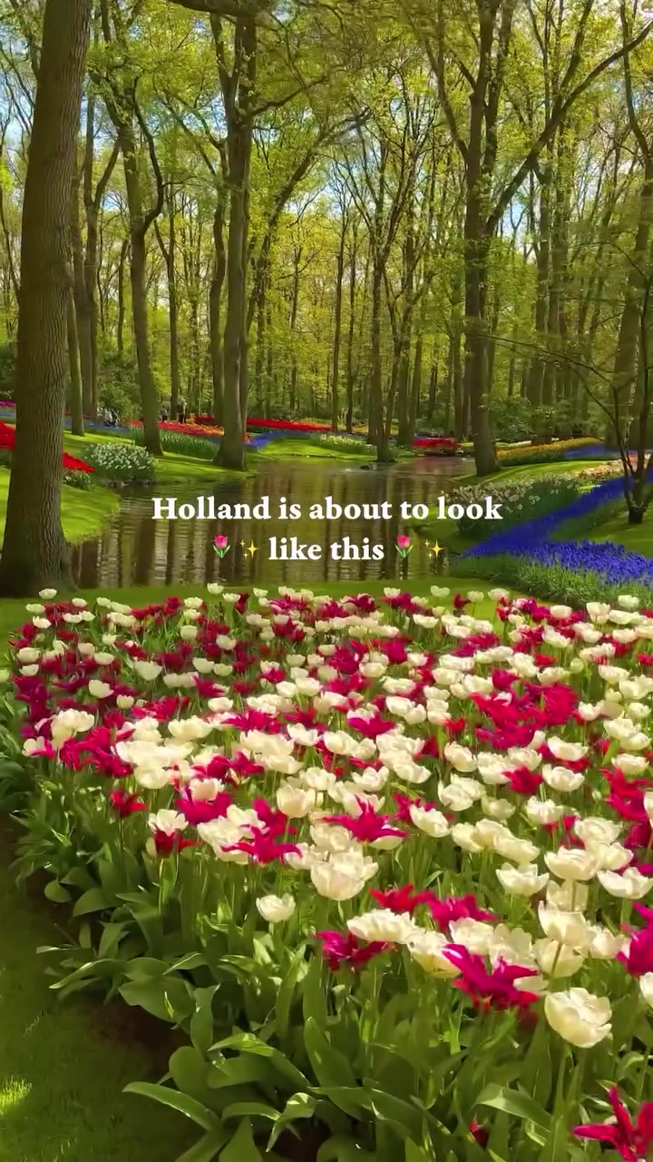 Keukenhof Gardens: Holland's Spring Tulip Bloom