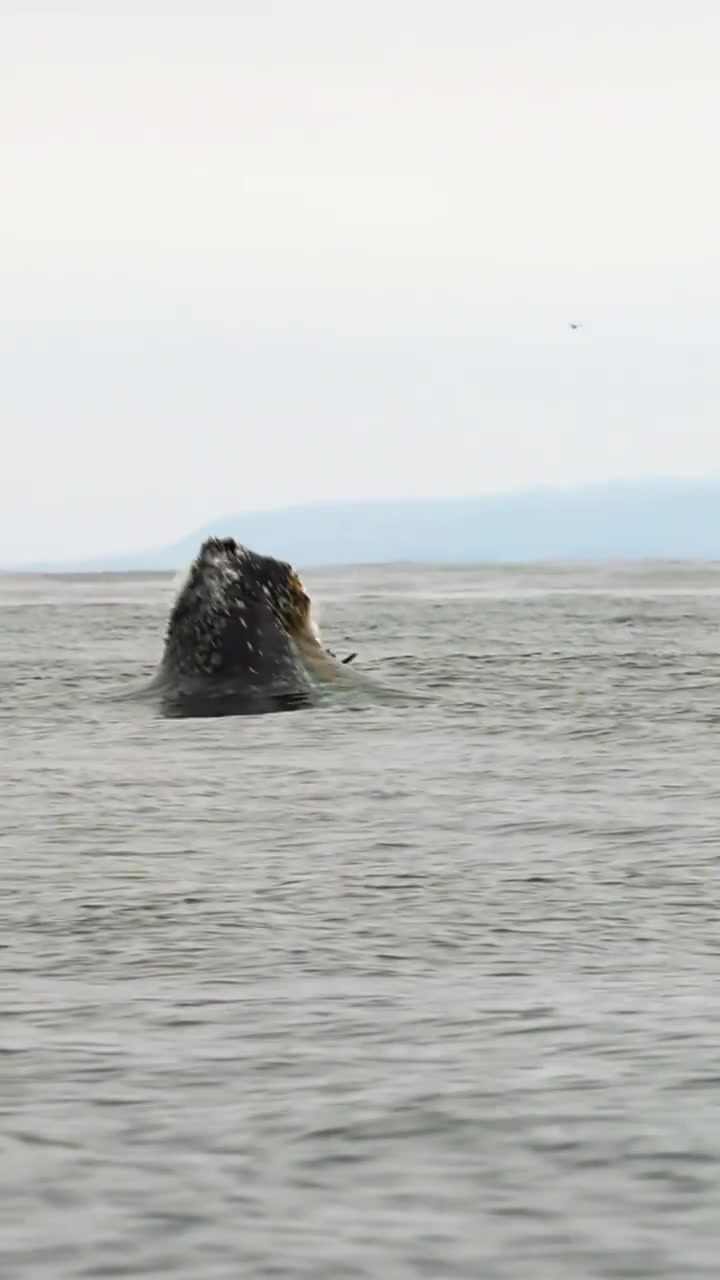 Whale Breaching: Why Whales Leap Out of Water