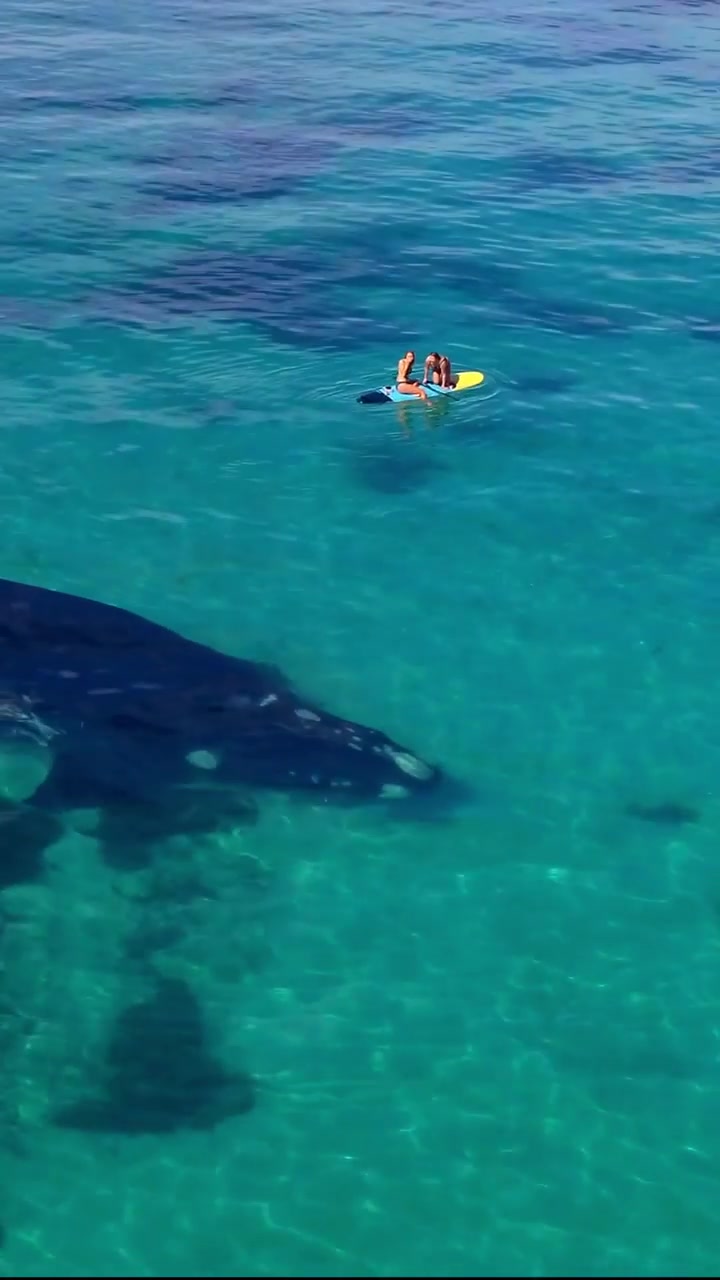 Paddleboarder's Close Whale Encounter in Clear Water