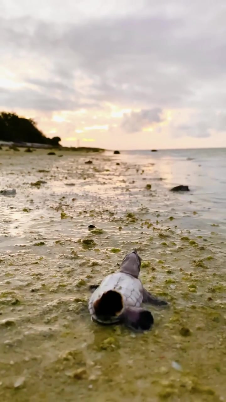 Baby Sea Turtle Release on Heron Island