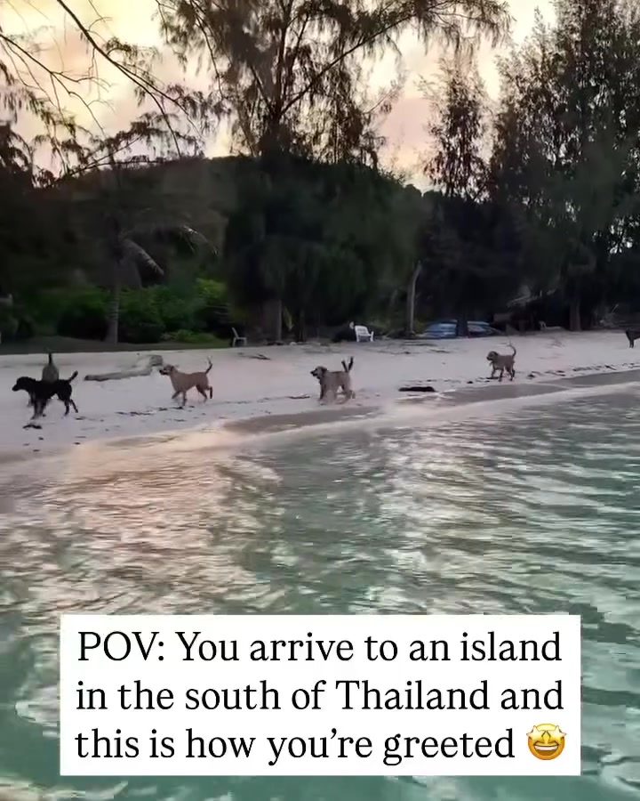 Welcome to Thailand: Greeted by Island Dogs