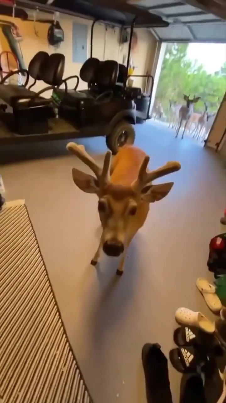 Deer Entering Garage: Real vs.