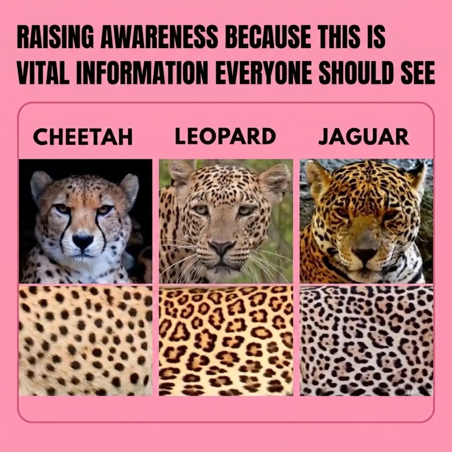 How to Identify Cheetahs, Leopards, and Jaguars