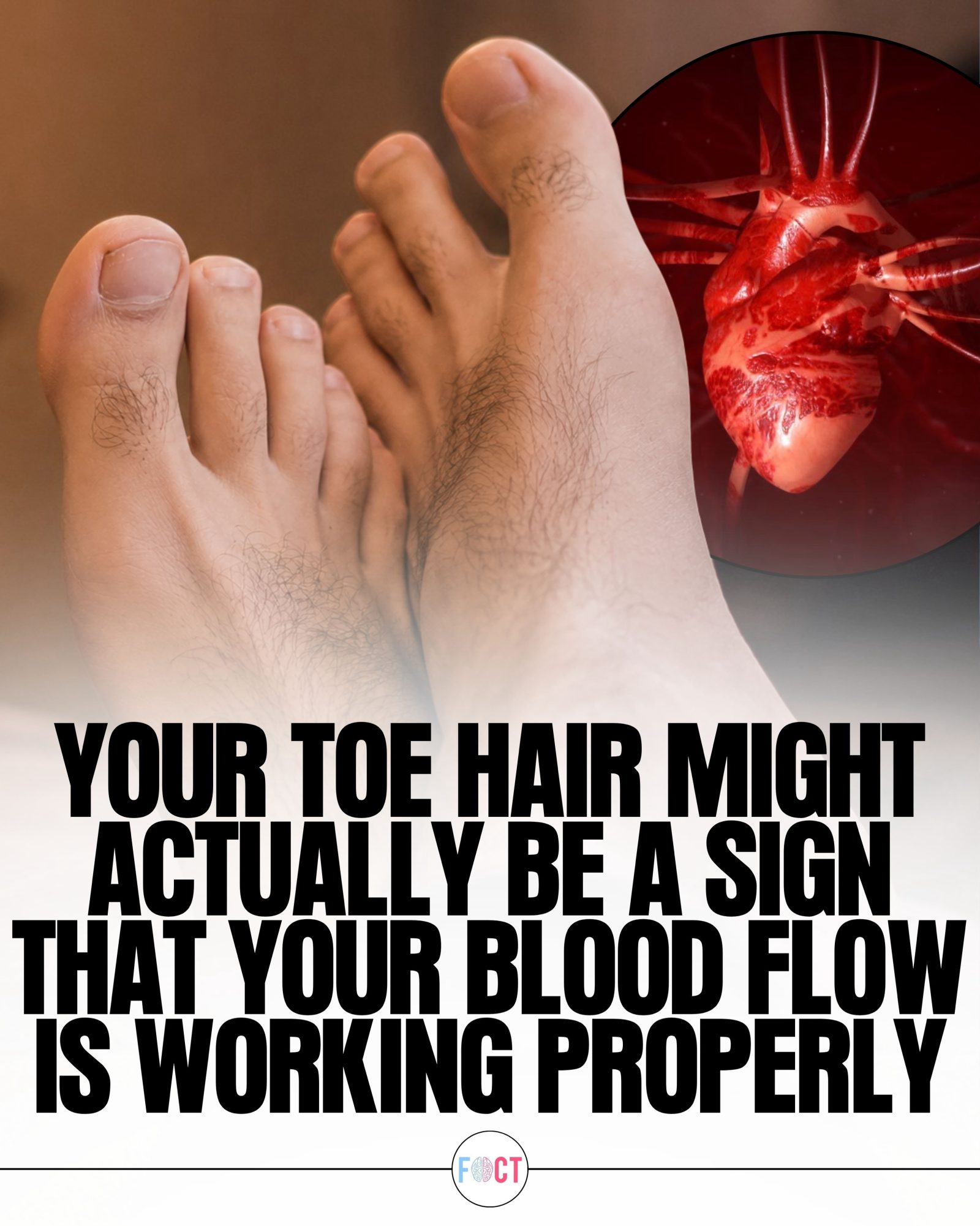 Toe Hair: A Surprising Sign of Good Blood Circulation