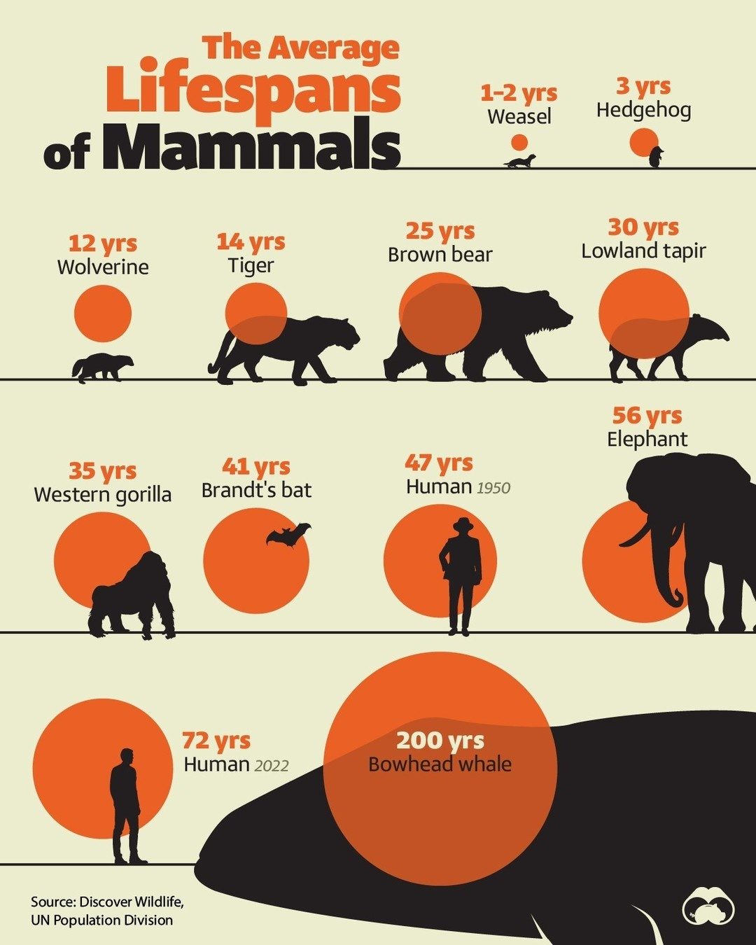 Mammal Lifespans: From Weasels to Whales, A Fascinating Overview