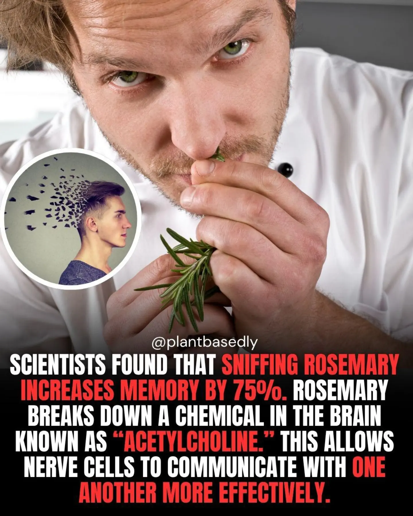 Rosemary's Memory Boosting Effects: What Science Says