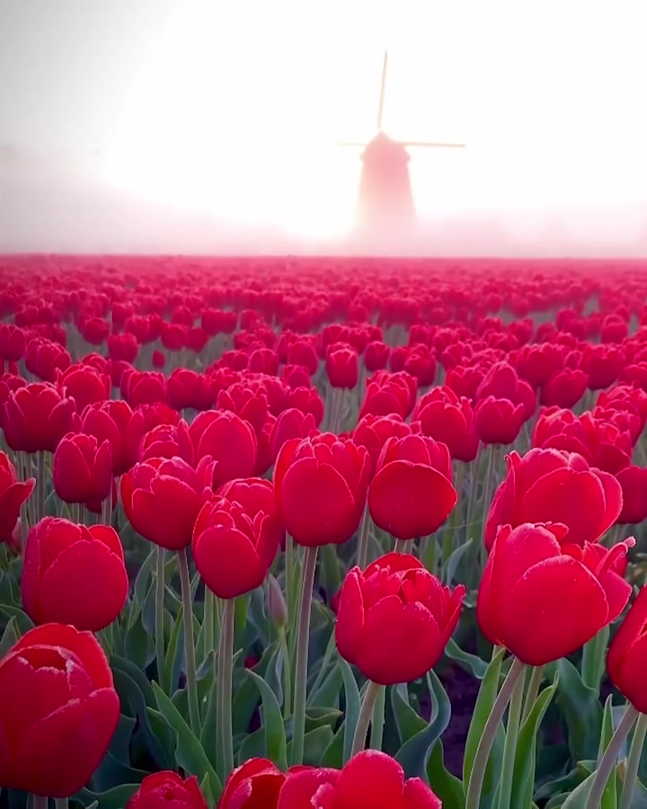 Tulip Field with Windmill: Scenic Dutch Landscape
